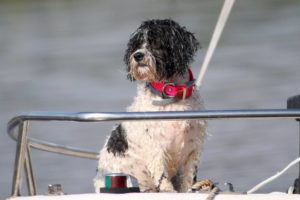 Pootsie enjoying a day on the Mattaponi River